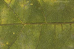 Herbst - Laubdetails