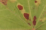 Herbst - Laubdetails