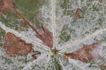 Herbst - Laubdetails