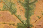 Herbst - Laubdetails
