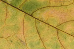 Herbst - Laubdetails