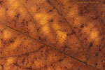 Herbst - Laubdetails