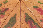 Herbst - Laubdetails