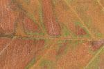 Herbst - Laubdetails