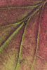 Herbst - Laubdetails
