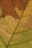 Herbst - Laubdetails