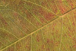 Herbst - Laubdetails