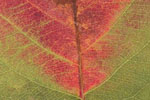 Herbst - Laubdetails