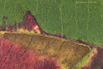 Herbst - Laubdetails