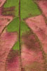 Herbst - Laubdetails