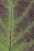 Herbst - Laubdetails