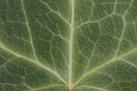 Herbst - Laubdetails