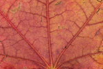 Herbst - Laubdetails