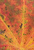 Herbst - Laubdetails