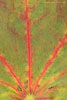 Herbst - Laubdetails