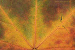 Herbst - Laubdetails