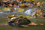 Herbst