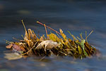 Herbst