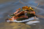 Herbst