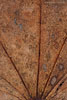 Herbst - Laubdetails