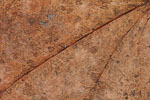 Herbst - Laubdetails