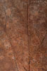 Herbst - Laubdetails