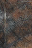 Herbst - Laubdetails