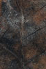 Herbst - Laubdetails