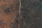 Herbst - Laubdetails