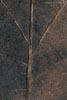 Herbst - Laubdetails