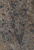Herbst - Laubdetails