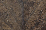 Herbst - Laubdetails