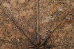 Herbst - Laubdetails