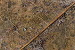 Herbst - Laubdetails