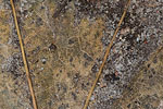 Herbst - Laubdetails