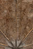 Herbst - Laubdetails