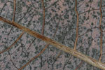 Herbst - Laubdetails