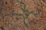 Herbst - Laubdetails