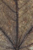 Herbst - Laubdetails