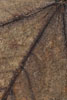Herbst - Laubdetails