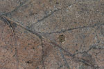 Herbst - Laubdetails