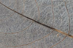 Herbst - Laubdetails