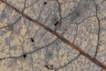 Herbst - Laubdetails