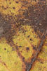 Herbst - Laubdetails
