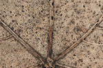 Herbst - Laubdetails
