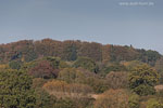 Herbst