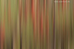 Farben im Herbst