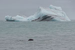 Island im Winter