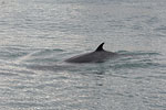 Whale Watching - Island