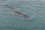 Whale Watching - Island